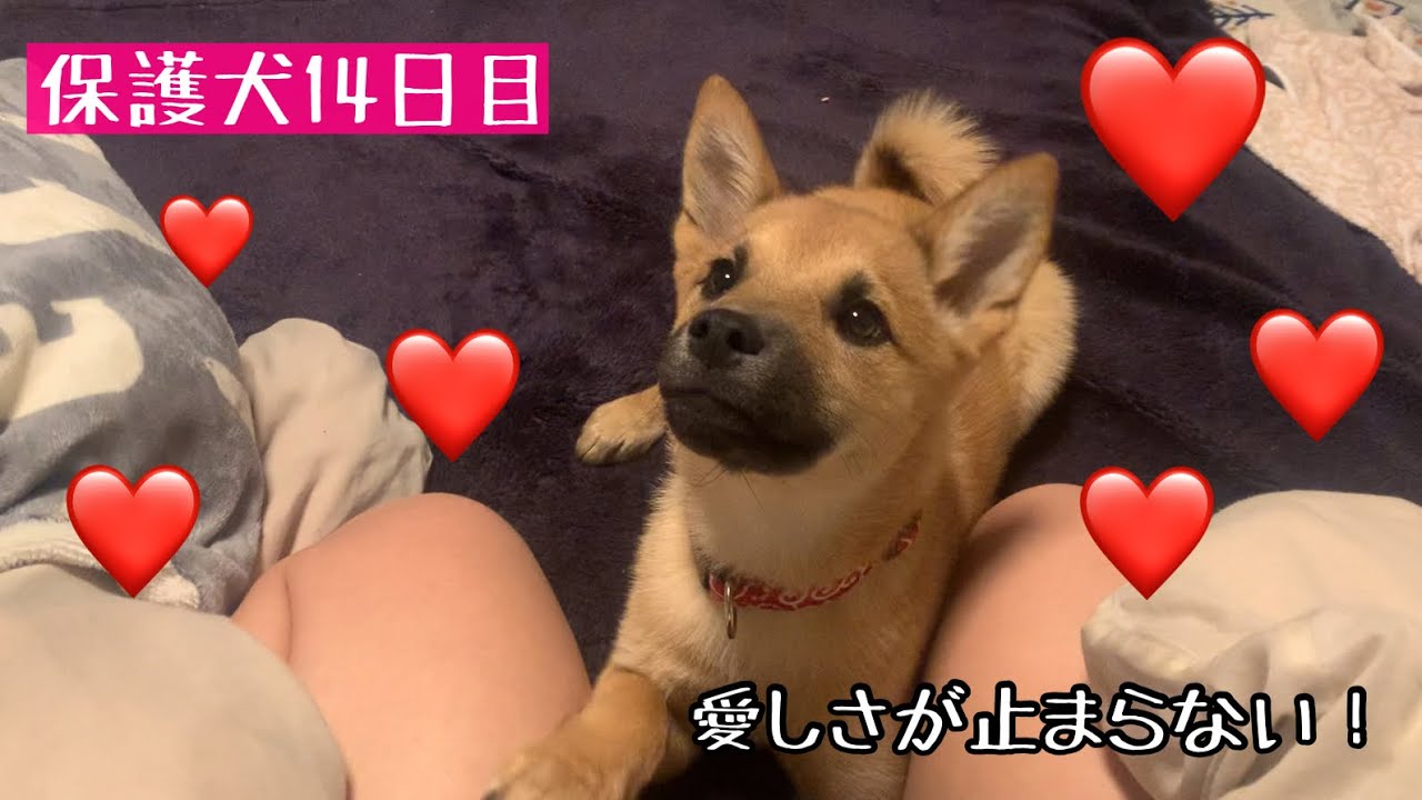 保護犬14日目 みそかを中心に回る毎日 Youtube
