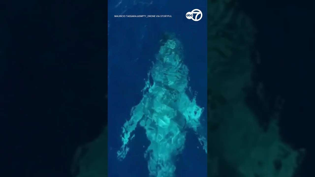 Mesmerizing Moment Rainbow Appears in Spray From Whale's Blowhole