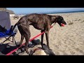 Sloughi Plays with Ball on Beach の動画、YouTube動画。