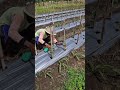 The process of tying plants with modern tools-Agriculture farming #shorts