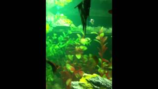 Tratando Aquario Com Labcon Aqualife