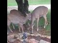 Three Deer Eating Bird Seed #deer #nature #wildlife