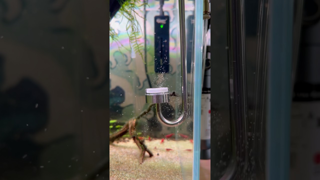 Let’s change diffusers #aquascape #aquarium #youtubeshorts