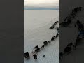 Epic Migrations The Nenets Reindeer Herders Nomadic Life Shorts Nomads 