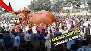 Sekali Tanduk Nyawa Taruhan 7 Spesies Banteng Besar Dan Ganas Di Dunia