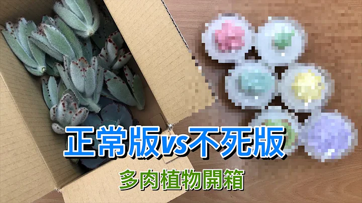 【威霖TV】不死多肉植物開箱？ - 天天要聞