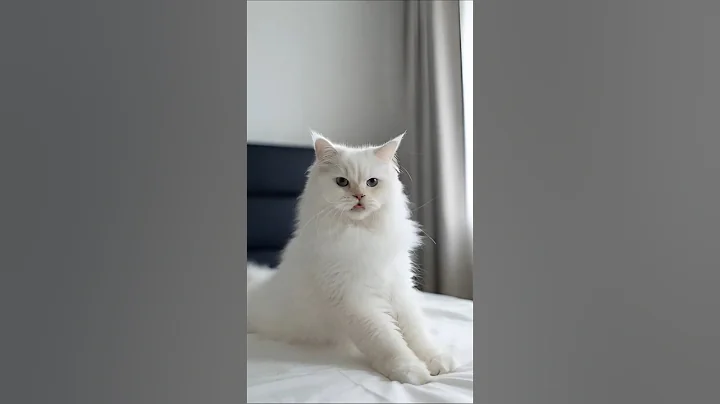 Video 11805551: coon cat meowing maine, white maine coon cat, meow catlife