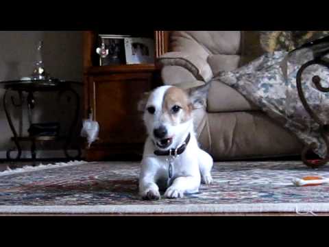 Jack Russell Smiling Away