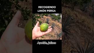 LIMÓN PERSA GRANDES #shorts #short #viral #pueblo #rancho #ayotlan #jalisco #mexico #limon