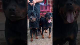♥️ AmunRa X Maia ♥️ #RottieLove #Stunning #AKC #PureLove #RottweilerWorld