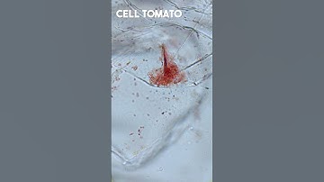 Observing a Tomato Under the Microscope | TULO - Microscope