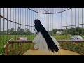 Chòe than HÓT MÚA || Kích chòe than hót theo ||Kích Lửa chòe than || Bird