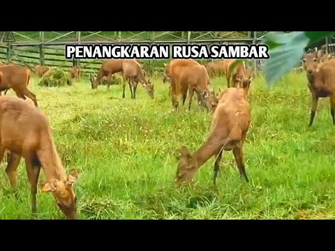 Video: Rusa Yoga Di Peternakan Alaska