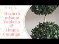 2 EN 1: HAZLO TÚ MISMO + LIMPIA CONMIGO! #DIY #hazlotúmismo #topiarioartificial #decoración