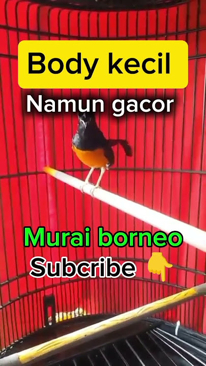 Murai batu borneo body kecil namun gacor #shortsvideo #kicaumania #birds #fypシ゚viral