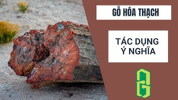 Gỗ Hóa Thạch Có Tác Dụng Gì? Cách Nhận Biết Và Giá Bán