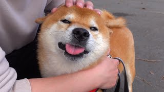 Shiba Inu Hachi stops moving in a place he hasn't visited in a while. by よりめのはちくん。 36,812 views 2 weeks ago 9 minutes, 8 seconds