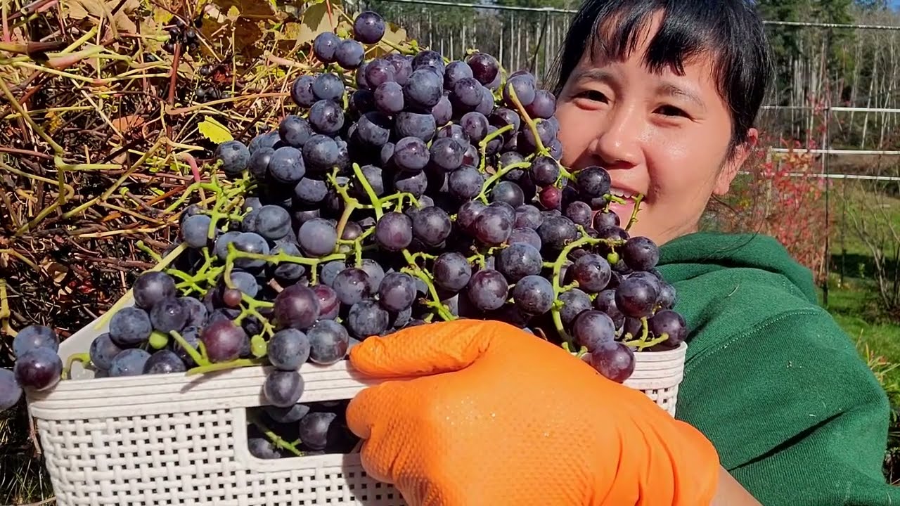 THU HOẠCH NHO TÍM ,ỚT CHUÔNG, CÀ CHUA BỰ