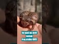 frog army has been activated #funny #cute #hilarious #frogarmy #epicfrogs #frogshorts #funnyshorts