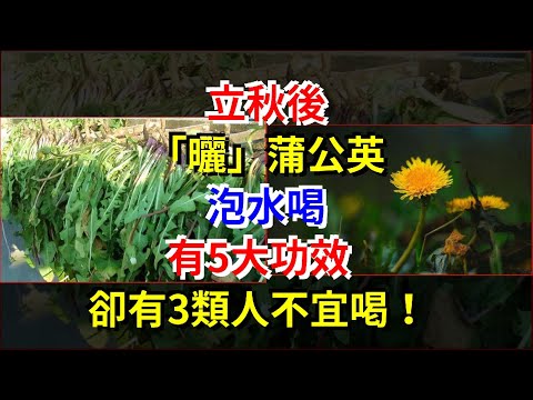 立秋後，“晒”蒲公英，泡水喝，有5大功效，卻有3類人不宜喝！