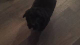 Bernedoodles