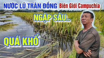 NƯỚC LŨ TỪ CAMPUCHIA ĐỔ VỀ QUÁ NHANH RUỘNG LÚA NGẬP SÂU - BÀ CON BIÊN GIỚI CHỢ BẮC ĐAI BẤT LỰC
