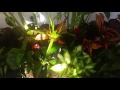 Southern California tropical garden November update.. greenhouse.