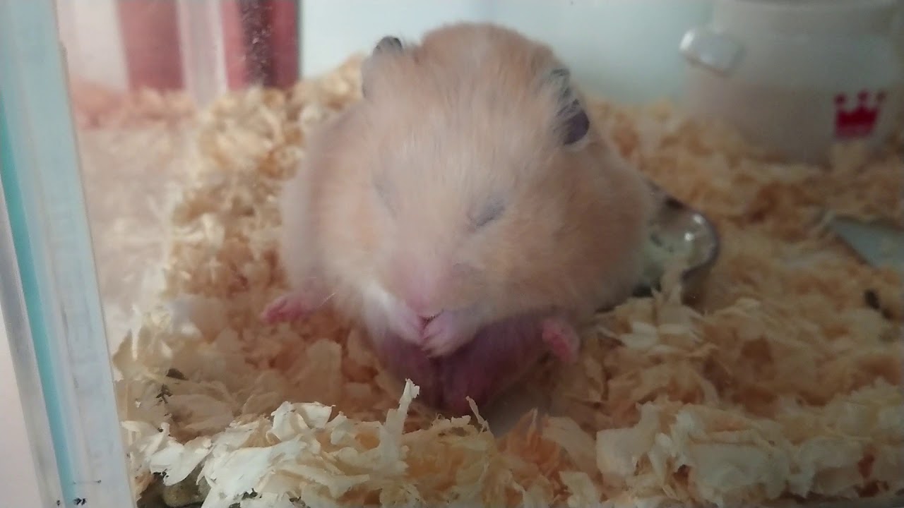 可愛い キンクマハムスター 腰かけサンちゃん サンタvol 190 Cute Hamster 可爱的仓鼠 モルモット動画まとめサイト