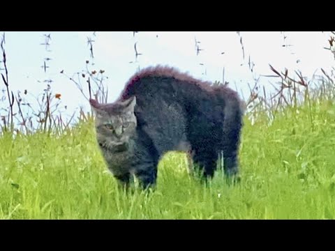 でんちゃんの親猫なのだろうか。。