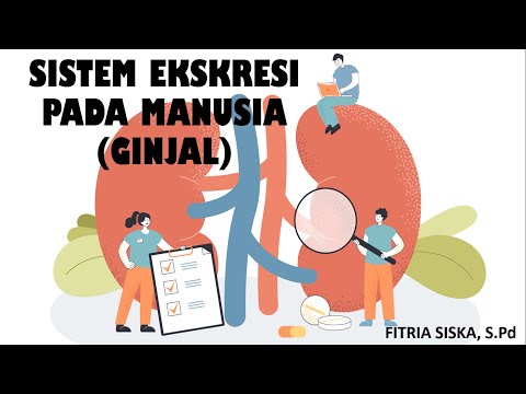 Struktur dan Fungsi Sistem Perkumuhan Pada Manusia (Buah Pinggang) | Sains Alam