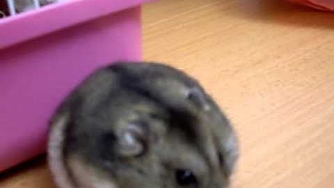 C:\Documents and Settings\Administrator\桌面\IMGP7485.AVI