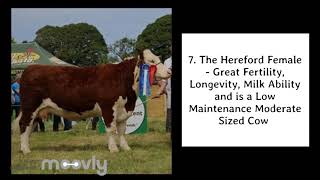 Why Choose Hereford   Michael Barrett