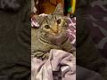 Cute Cats Being Absolutely Adorable! | Funny Cat Video | Cat Cuteness Overload #catshorts #cats