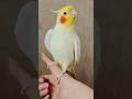 Jerry the Cockatiel is such a cute little opera singer! ✨🦜🎶❤️ #cockatielscraze