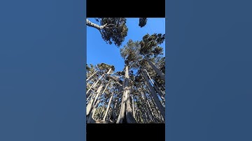 Thumbnail of Bay Area Romantic Drives - 17 Mile Drive #travel #bayarea #nature #romance #flowers #beach #golf