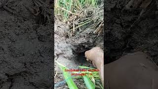 Urek Urek Belut Bikin Jantungan Ngeri Ngeri Sedap 