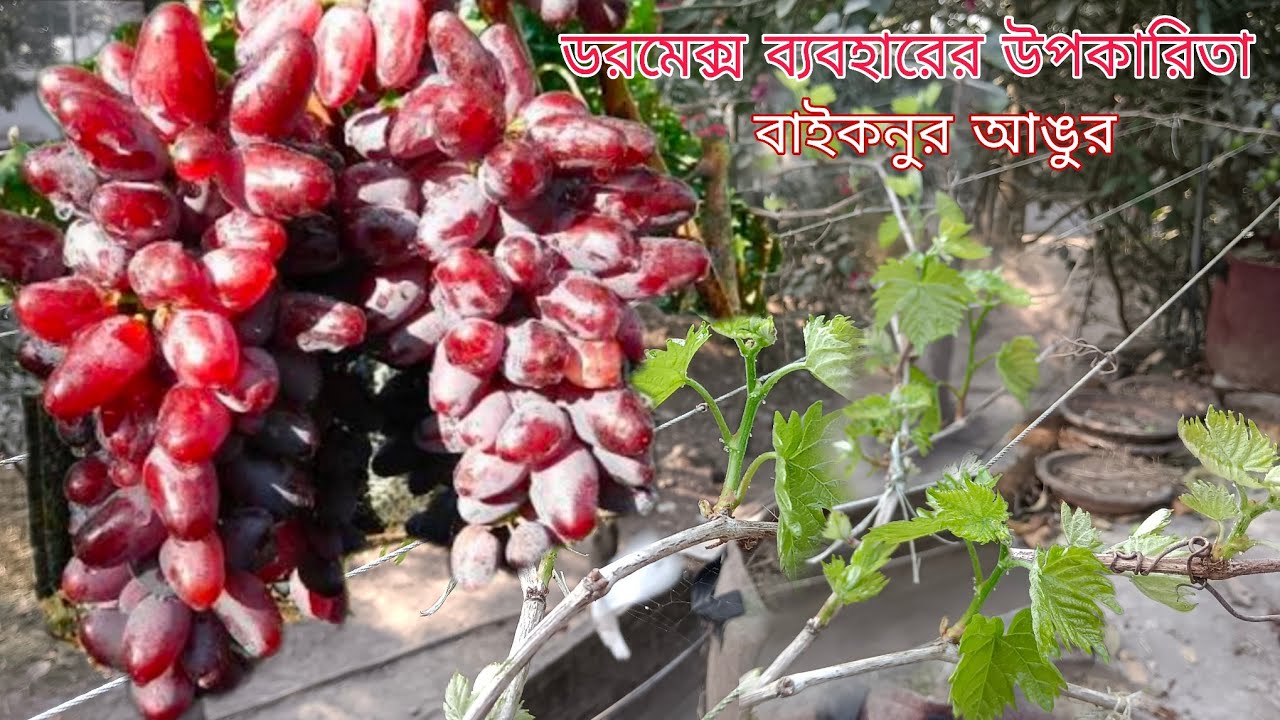 বাইকুনুর আঙুর গাছে ফুল আনতে ডরমেক্স এর কাজ কি?//Baikonur Grapes farming in Tarrace Garden