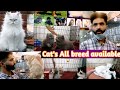 Tollinton market lahore | Persian cat's and kittens triple coat cat's | Tollinton market Lahore 2021