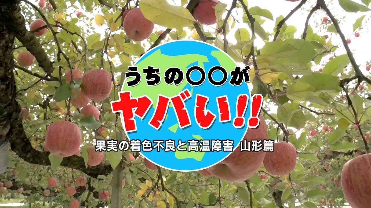 果実の着色不良と高温障害〜うちの◯◯がヤバい!!〜｜COOL CHOICE：山形県