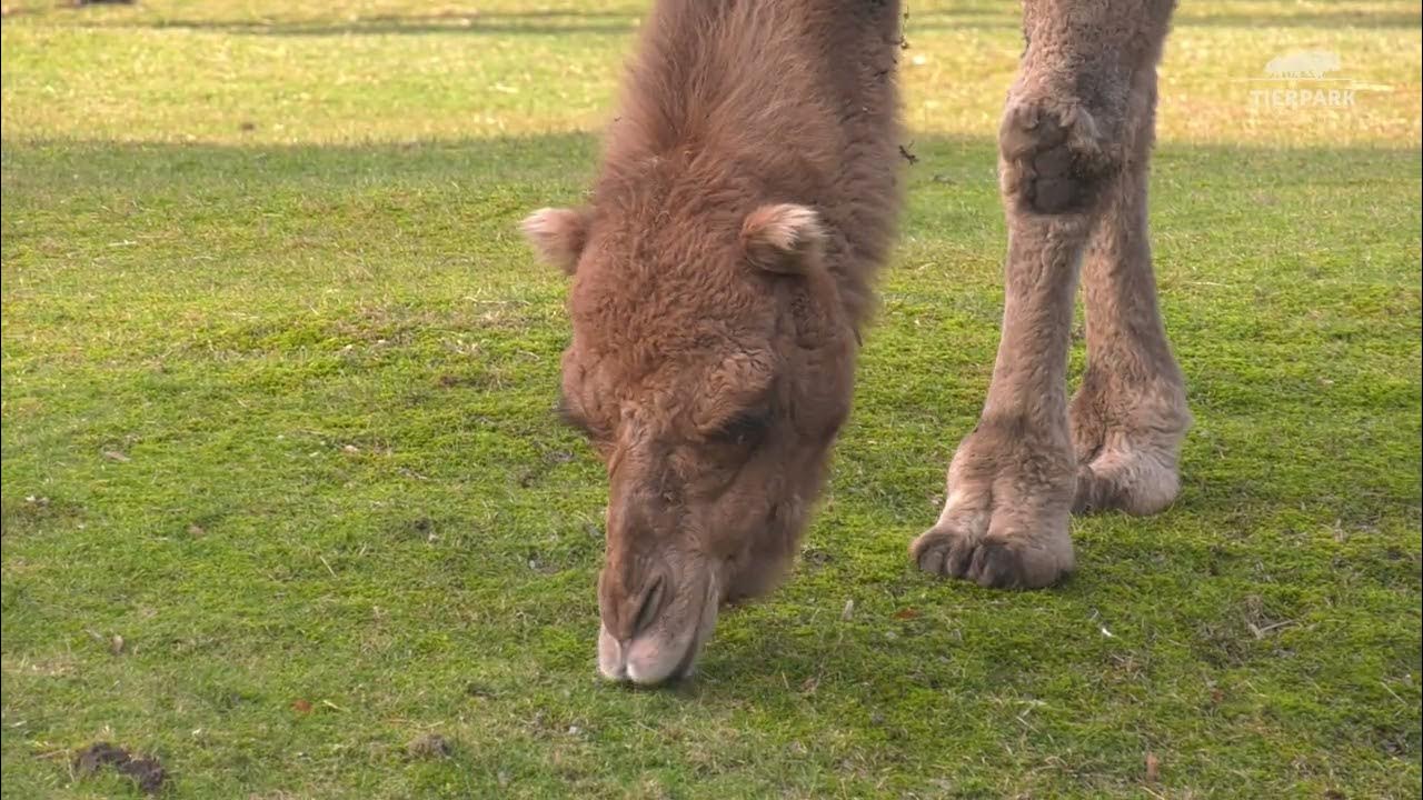 Бедуины в египте. Верблюды в америке. Верблюд аравийского полуострова. The arabian camel lives in north. Express permanent states express habits.