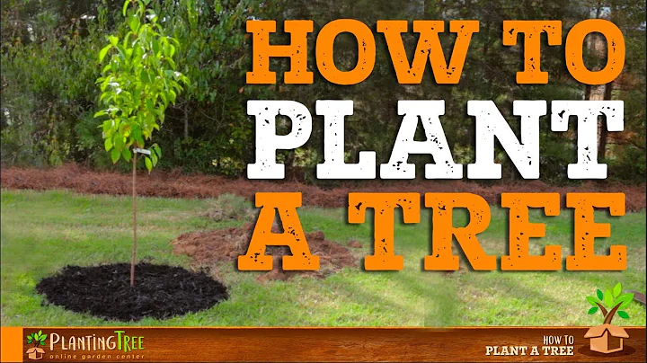How To Plant A Tree | PlantingTree™ - DayDayNews