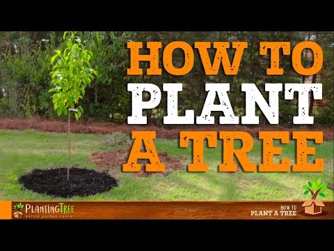 Video: How To Plant Trees Correctly?