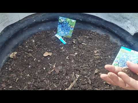 Vídeo: Texas Blue Bonnets: Como cultivar flores de capota azul no jardim