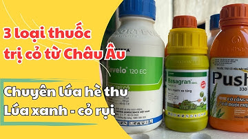 3 loại thuốc đặc trị cỏ gạo cây, chác lác hiệu quả lúa 25 ngày sau sạ