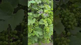 #삶  #나훈아 #나훈아노래  #삶이란  #가황나훈아 #shorts