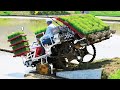 Wet rice from seed to harvest process  amazing modern asia agriculture technology