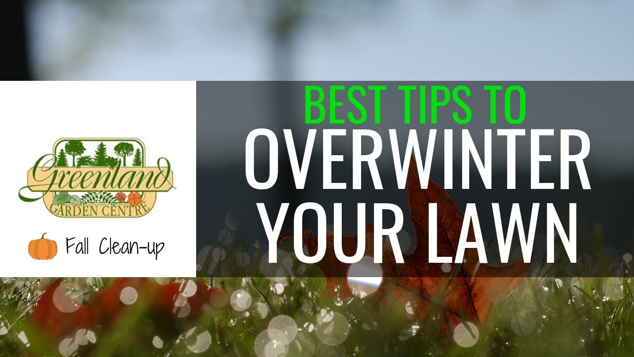Lawn Care Fall Tips Dan Gill