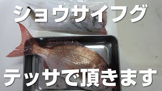 久々のショウサイフグだし テッサにするか Youtube