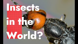 How many Insects live in the World? by Breed-ë 6 views 1 year ago 37 seconds