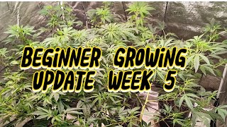 Beginner grow guide week 5 update
